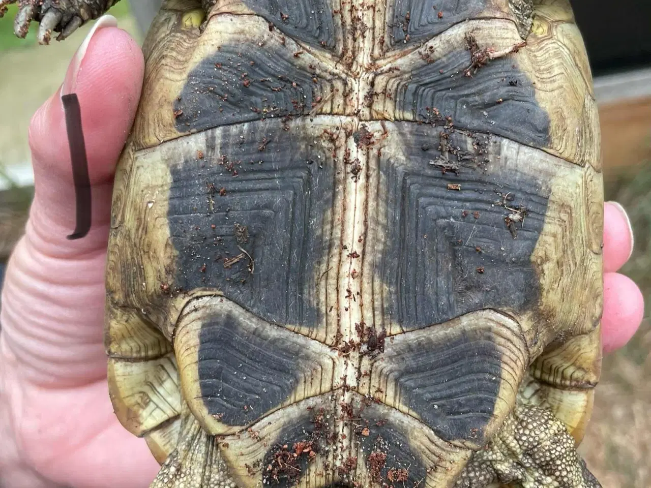 Billede 3 - Skildpadder, Græske landskildpadder 7-9 år