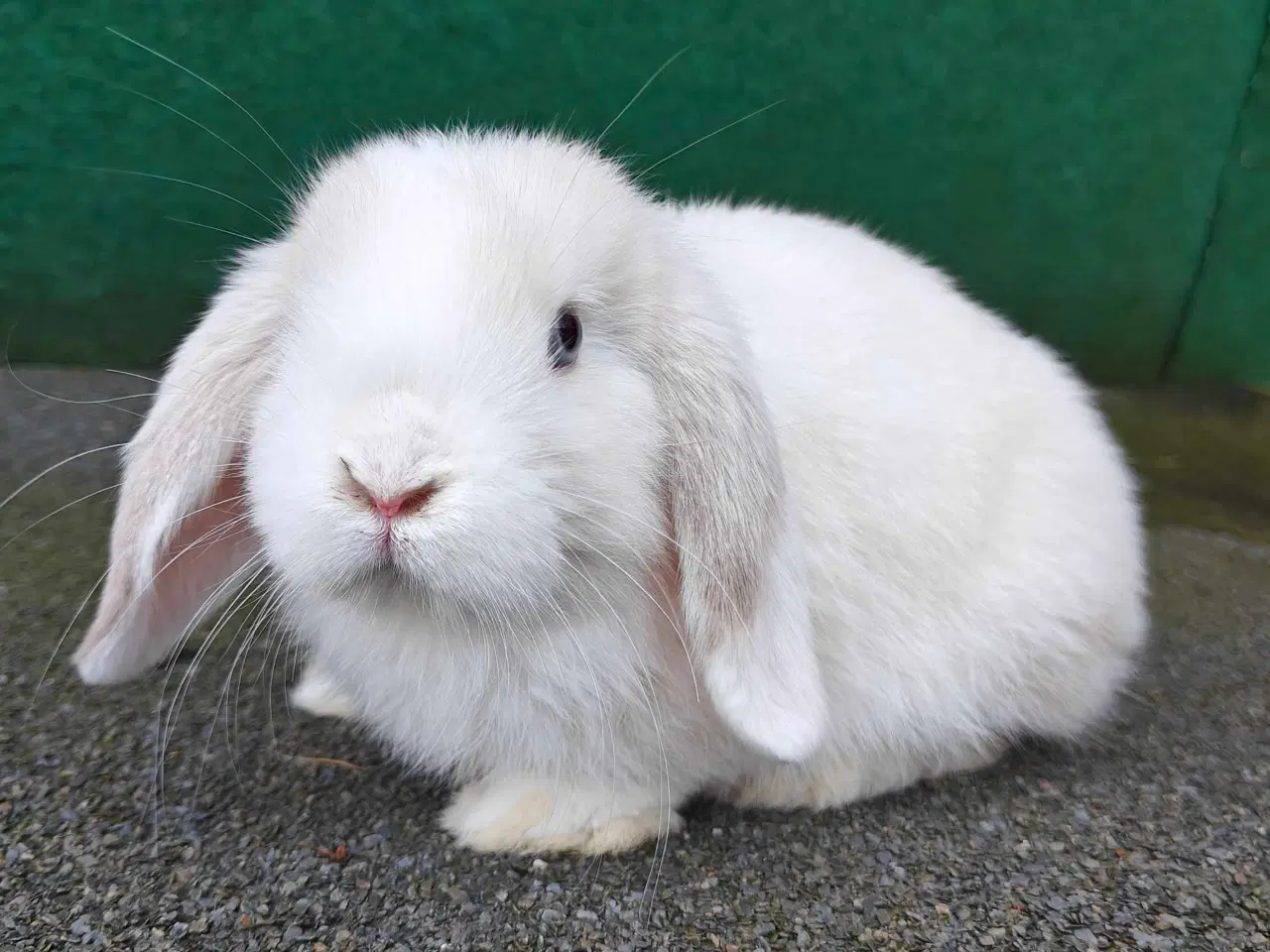 Billede 11 - Minilop