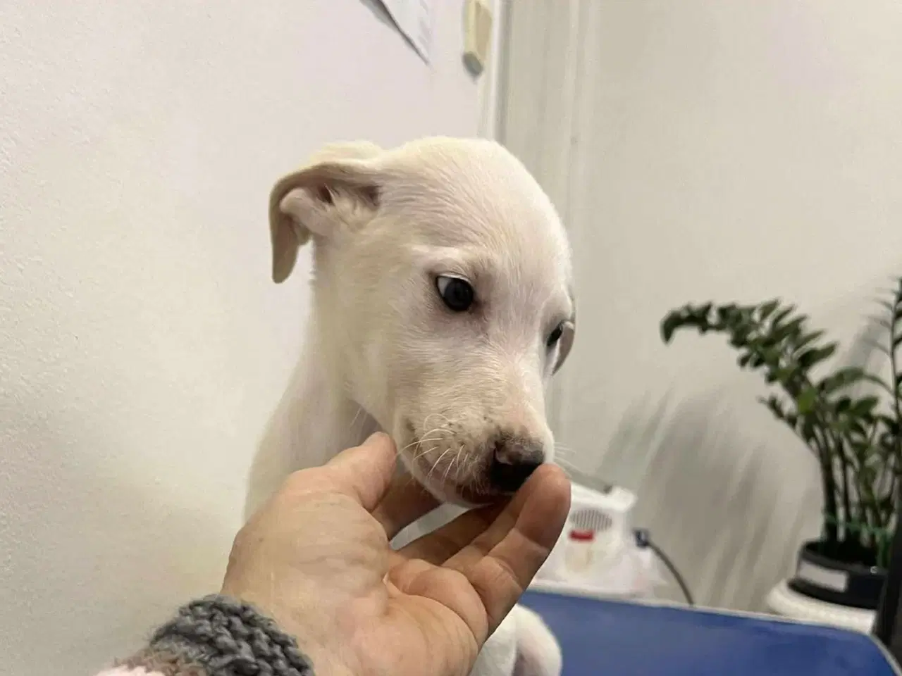 Billede 7 - Søde lille Creamy søger familie 