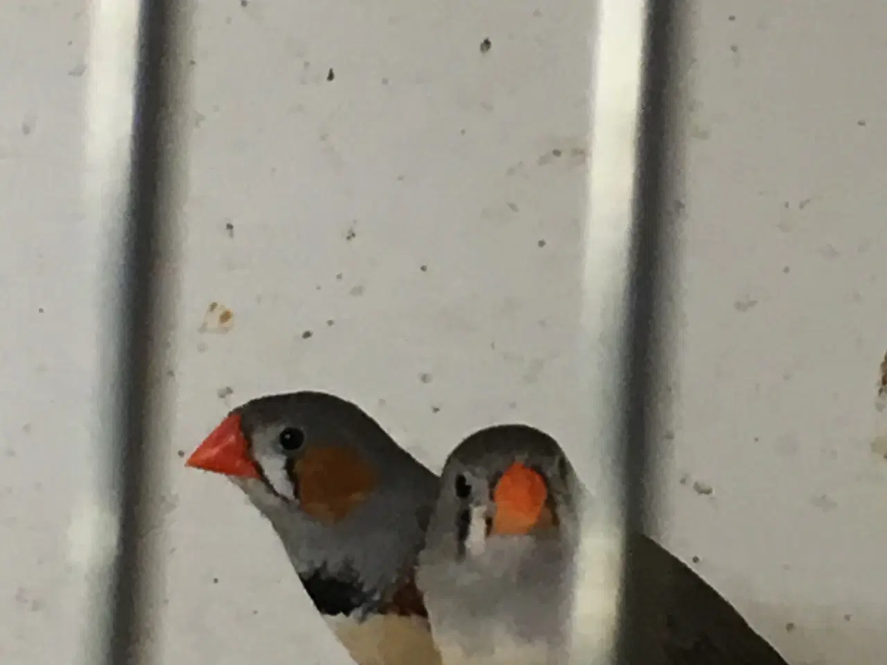 Billede 1 - Zebra finker sælges