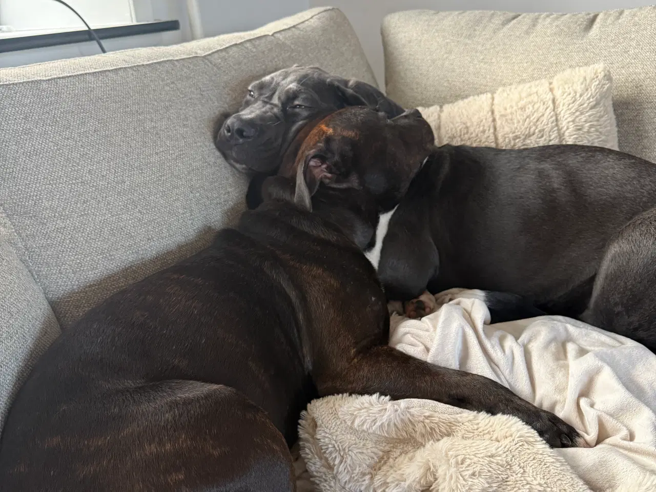 Billede 5 - Cane corso sælges