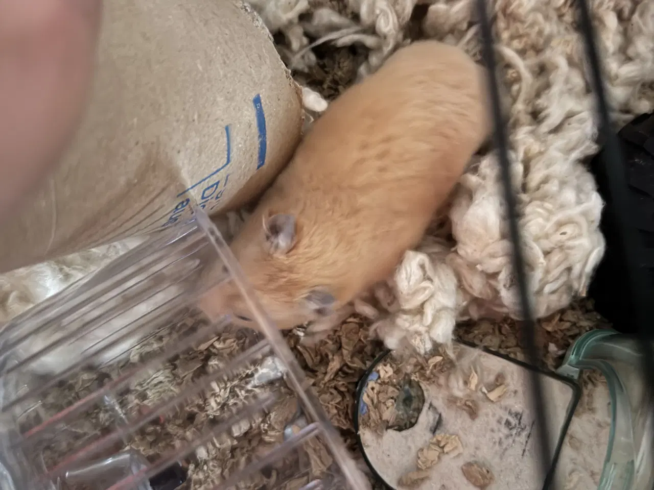 Billede 6 - 2 hamster 🐹 sælges