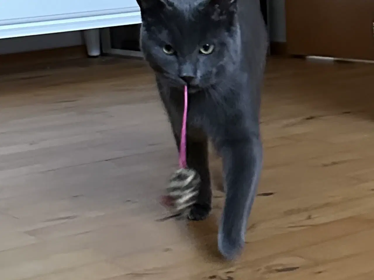 Billede 1 - British Shorthair/Norsk skovkat hankat 1 år 