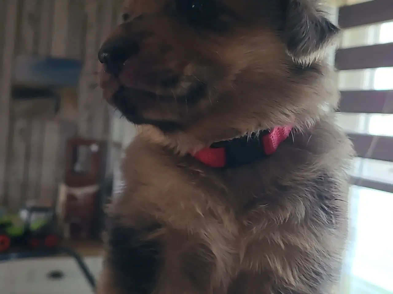 Billede 2 - Schæfer Australien shepherd hvalpe 