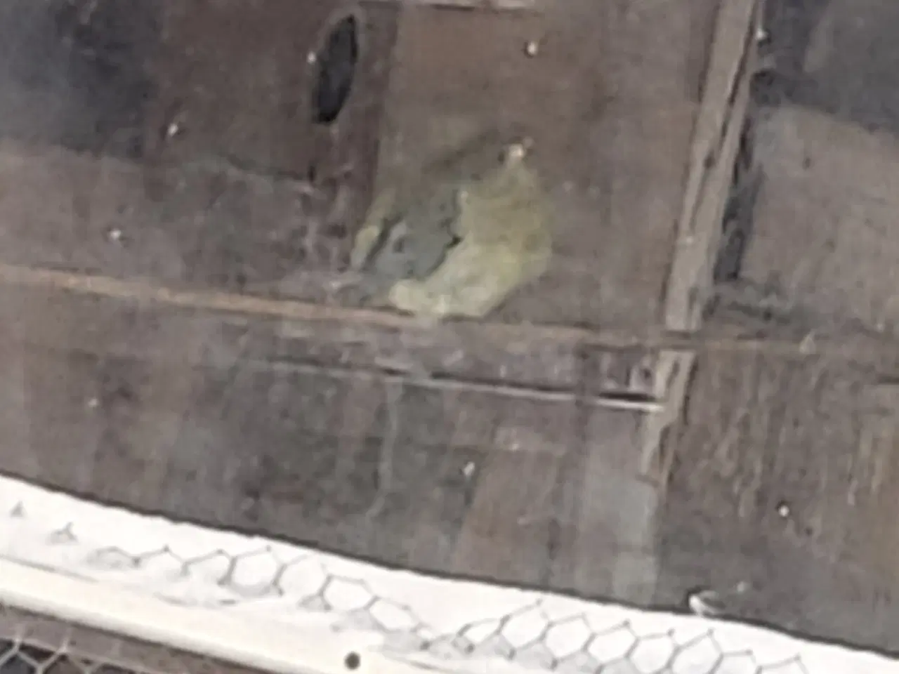 Billede 4 - Parakitter og kanarie 