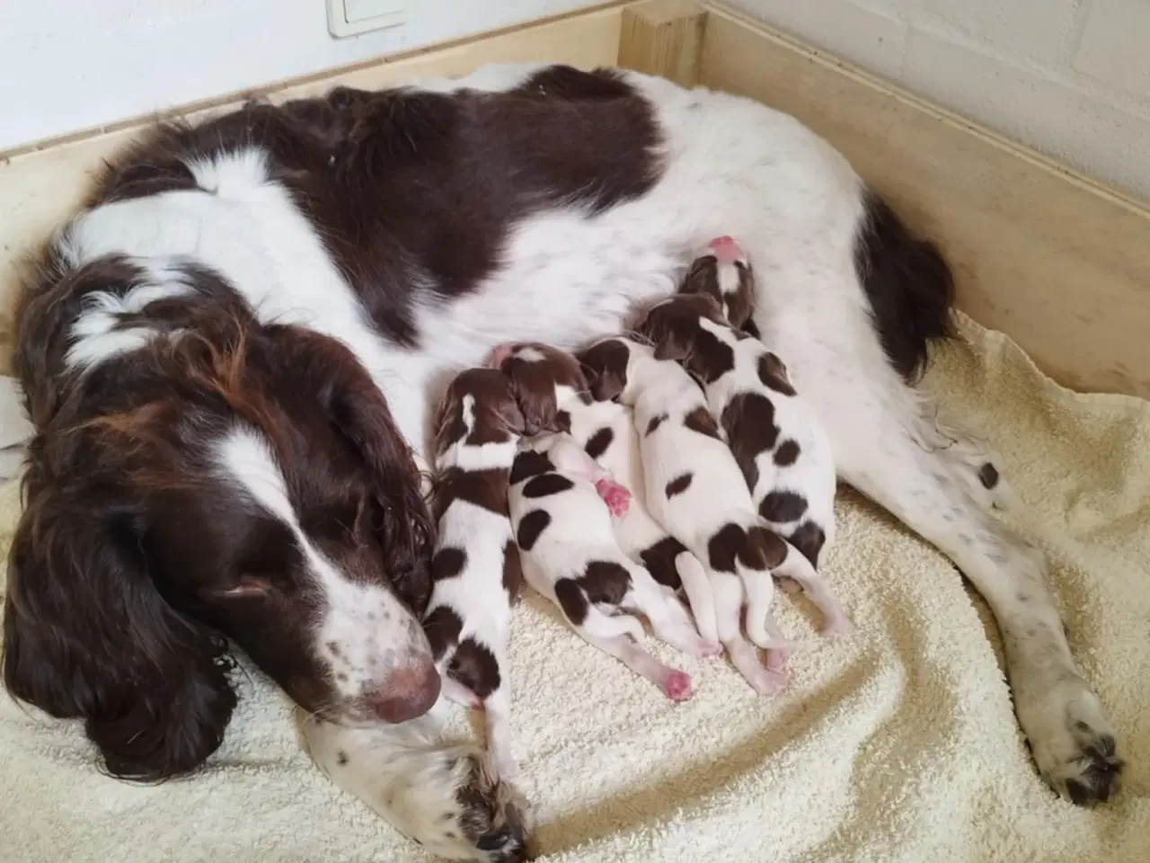 Billede 3 - FT Springer Spaniel hvalpe 