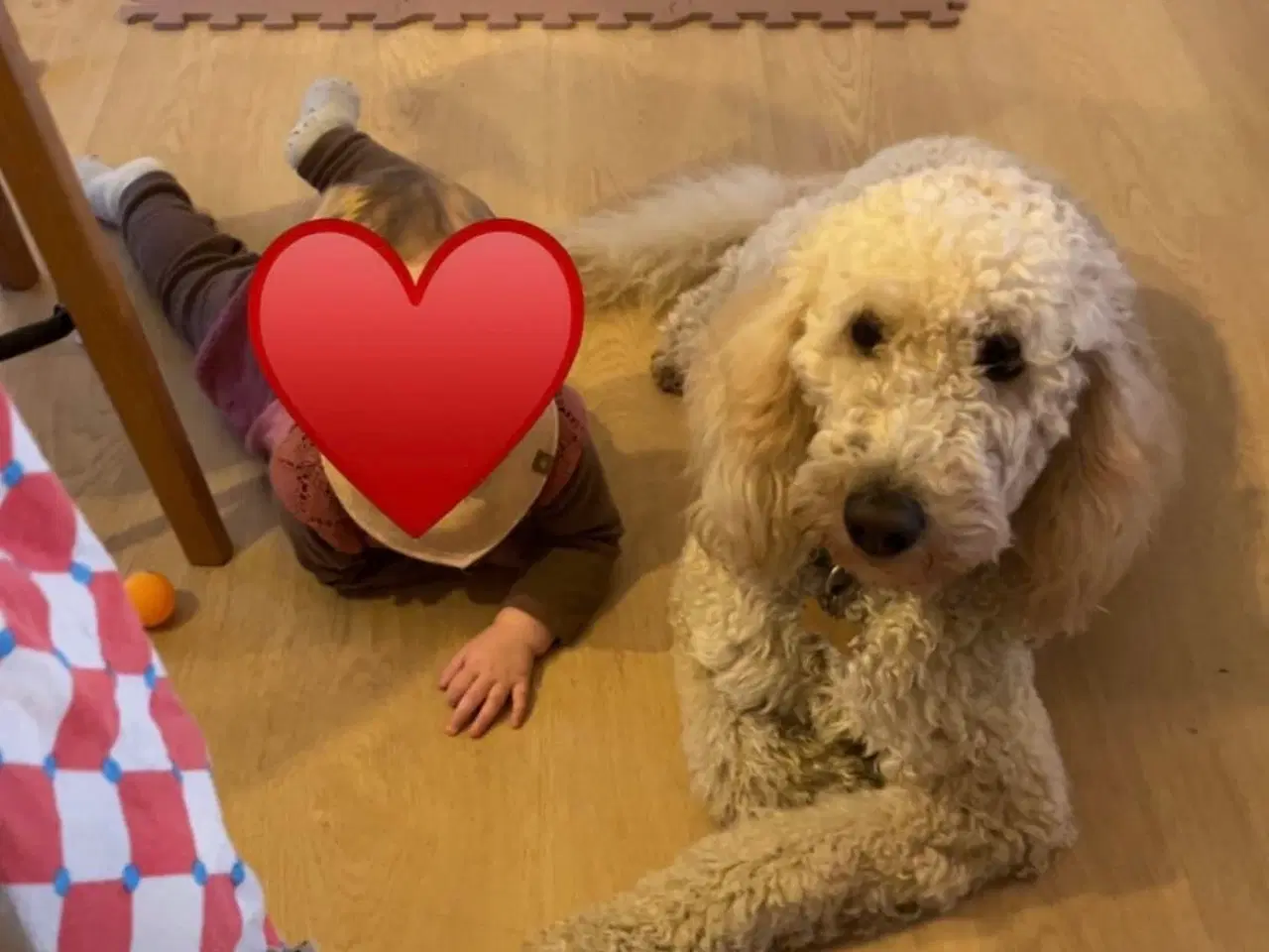 Billede 15 - Goldendoodle 