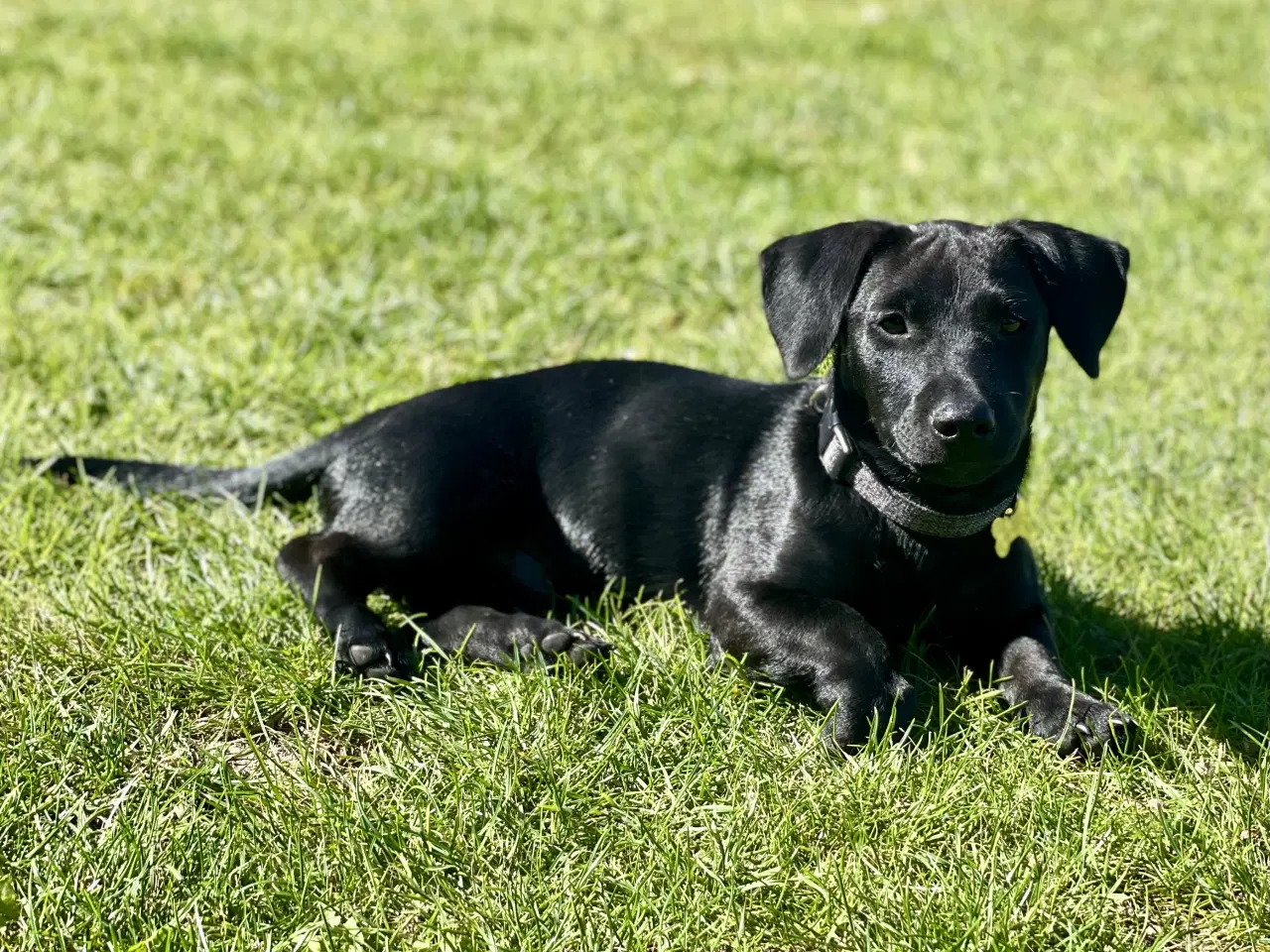 Billede 3 - Gravhund / dansk svensk gårdhund 
