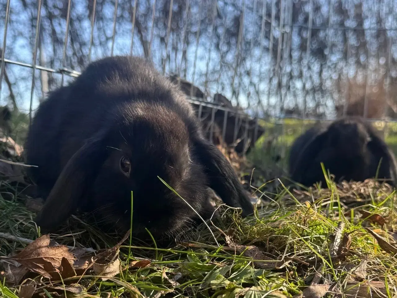 Billede 20 - Han Dværgvædder unger sælges 