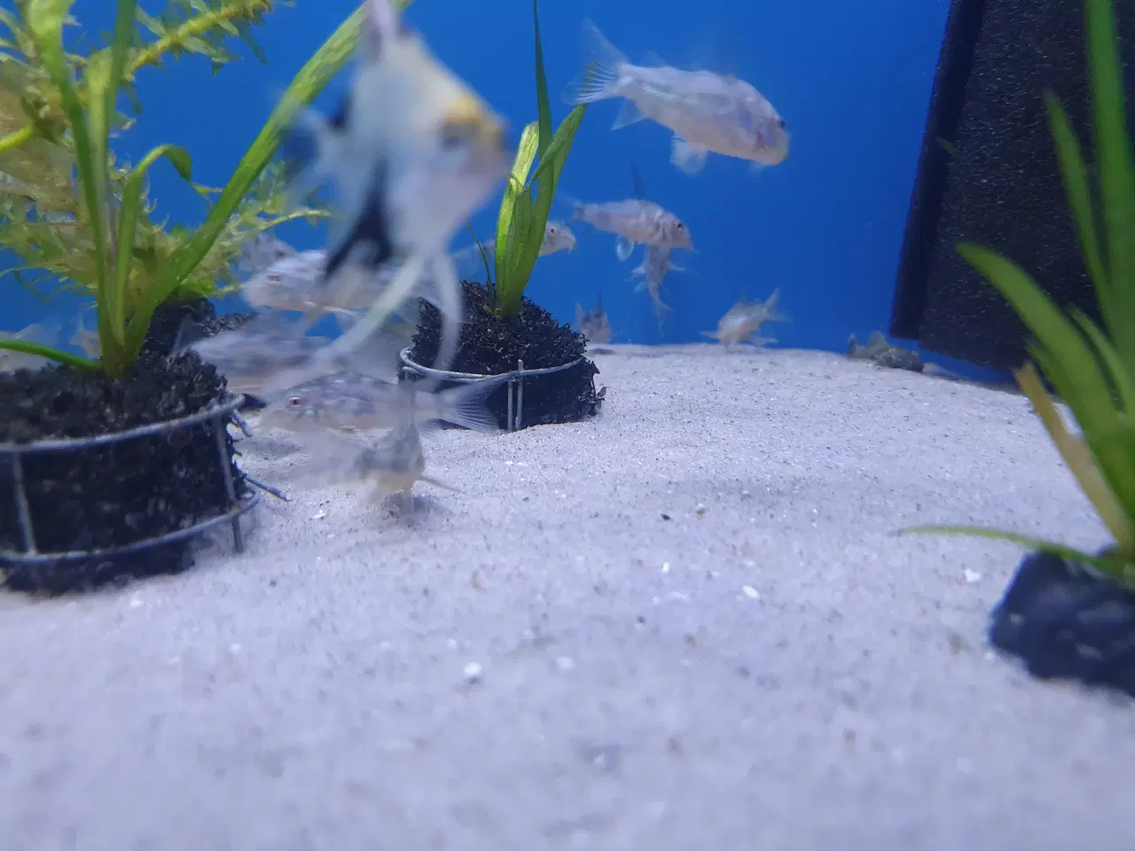 Billede 6 - Plettet pansermaller (Corydoras paleatus)