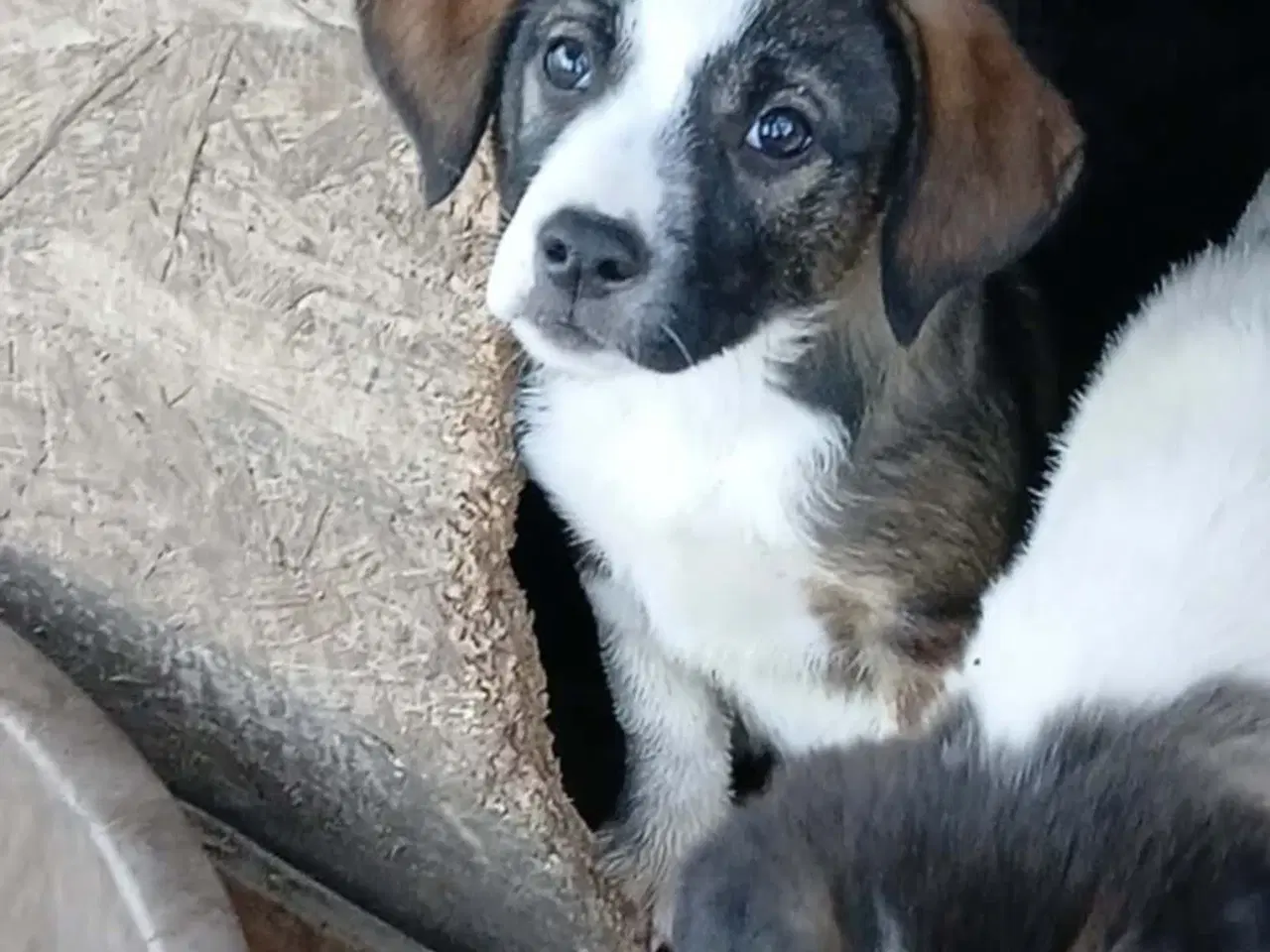 Billede 1 - Skønne Ada søger sin egen familie