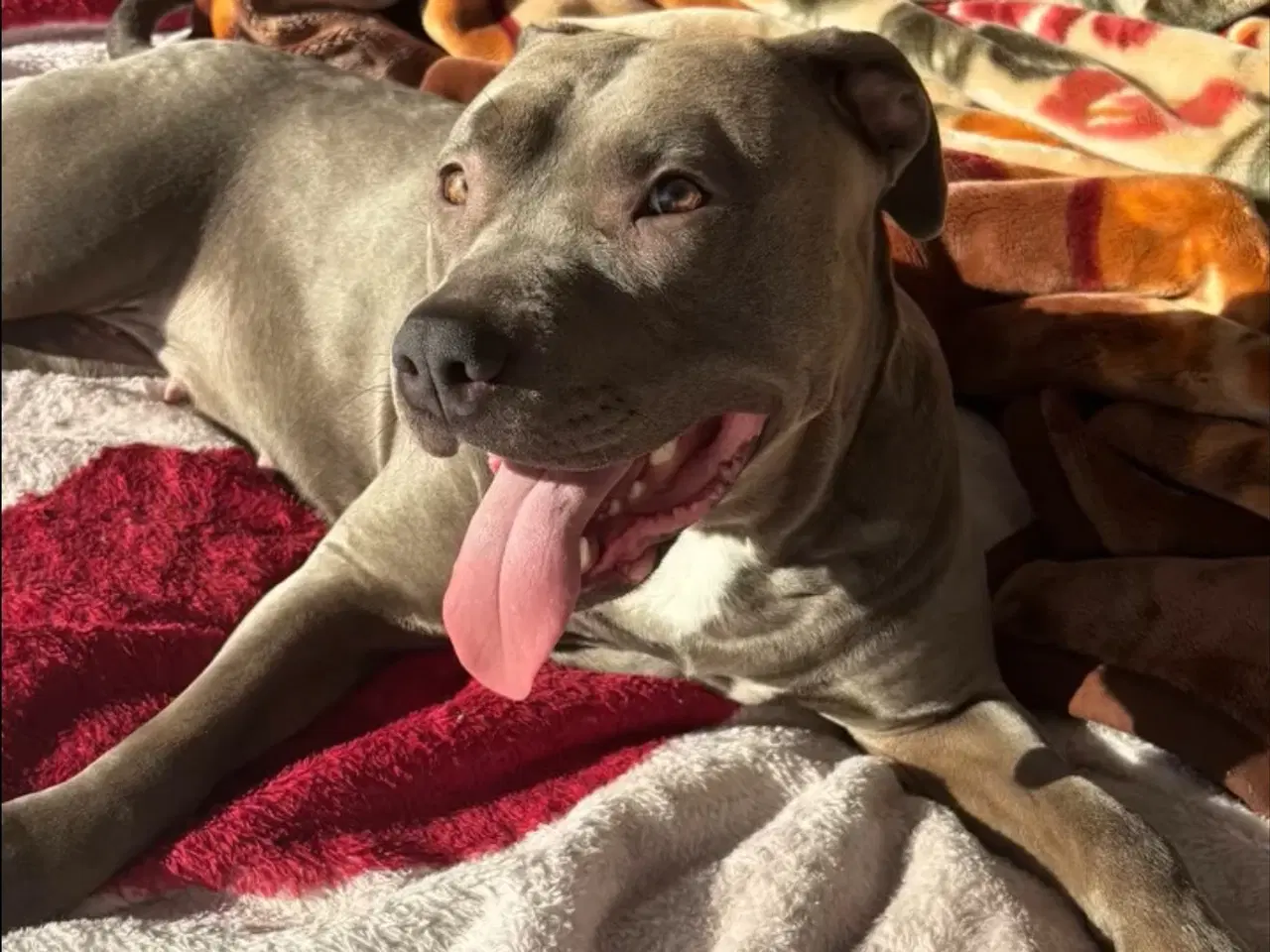 Billede 2 - American bully 🐶 