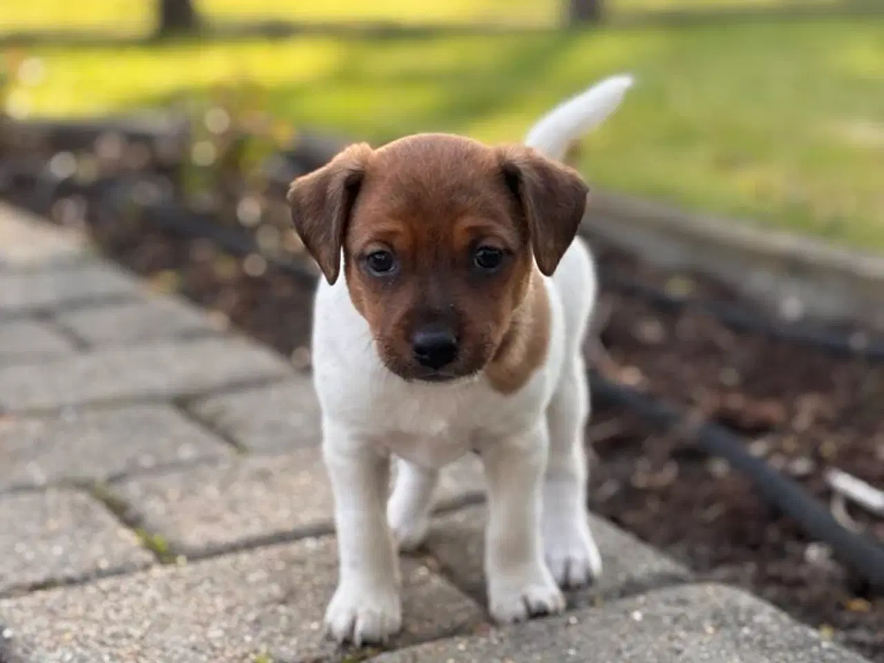 Billede 4 - Dansk-Svensk Gårdhundehvalp hanhund med stamtavle 