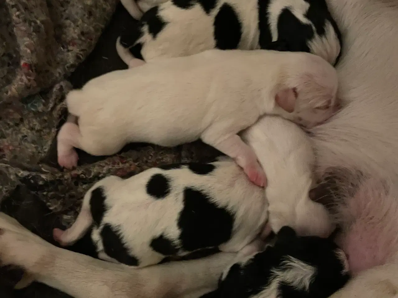 Billede 1 - Dansksvensk gårdhunde hvalpe 