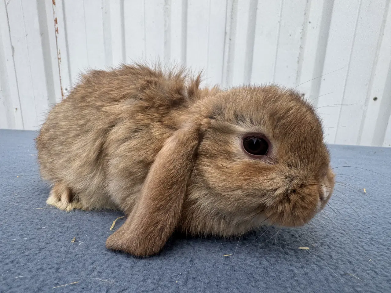Billede 2 - Dværgvædder hankanin