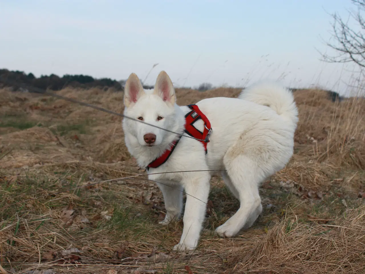 Billede 9 - Samojede / Husky hvalpe 4 måneder