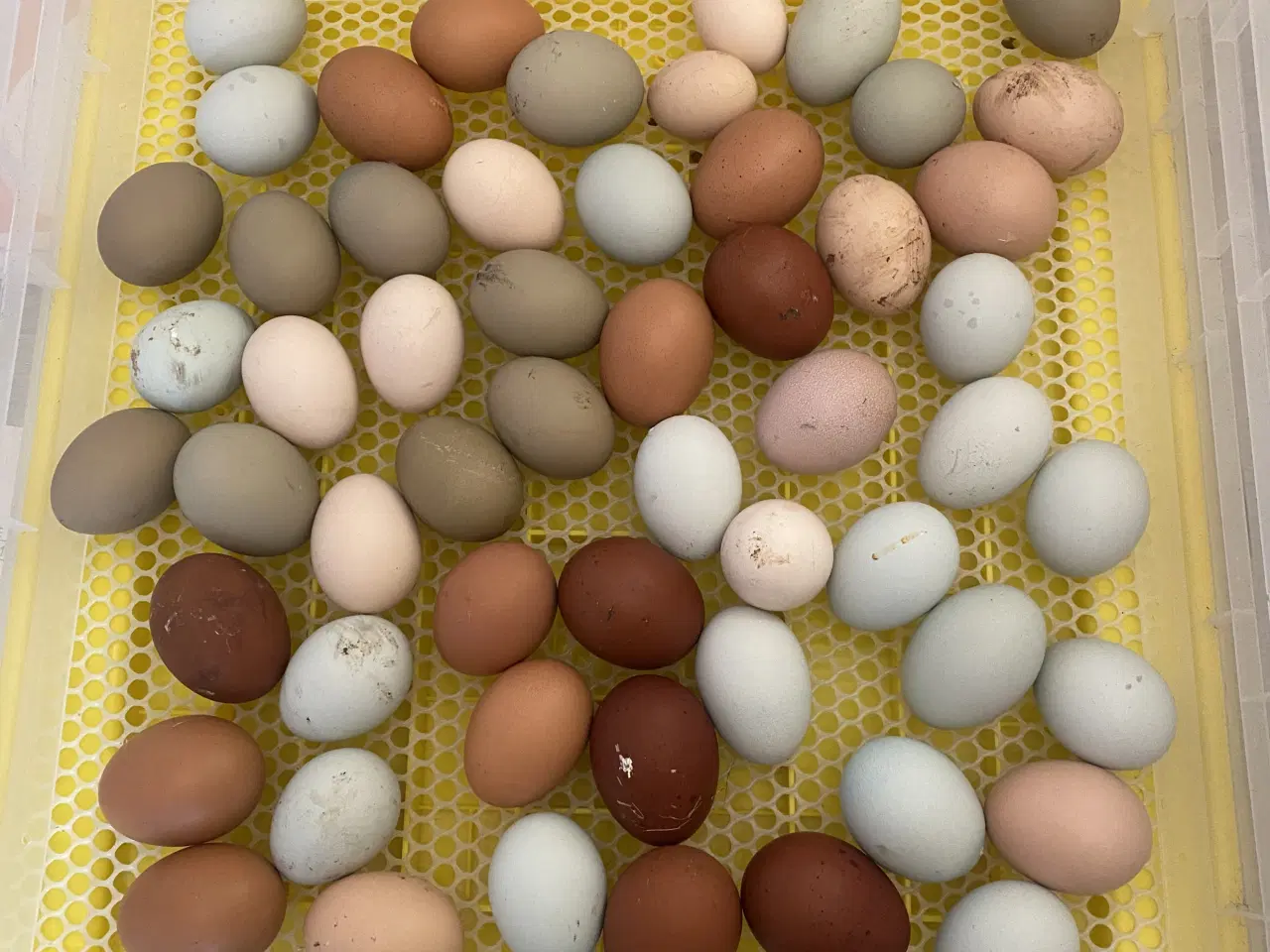 Billede 1 - Rugeæg i mange farver fra blandet hønseflok
