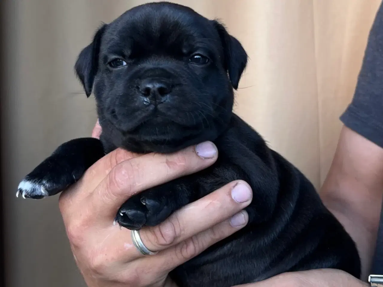 Billede 3 - Staffordshire Bull terrier