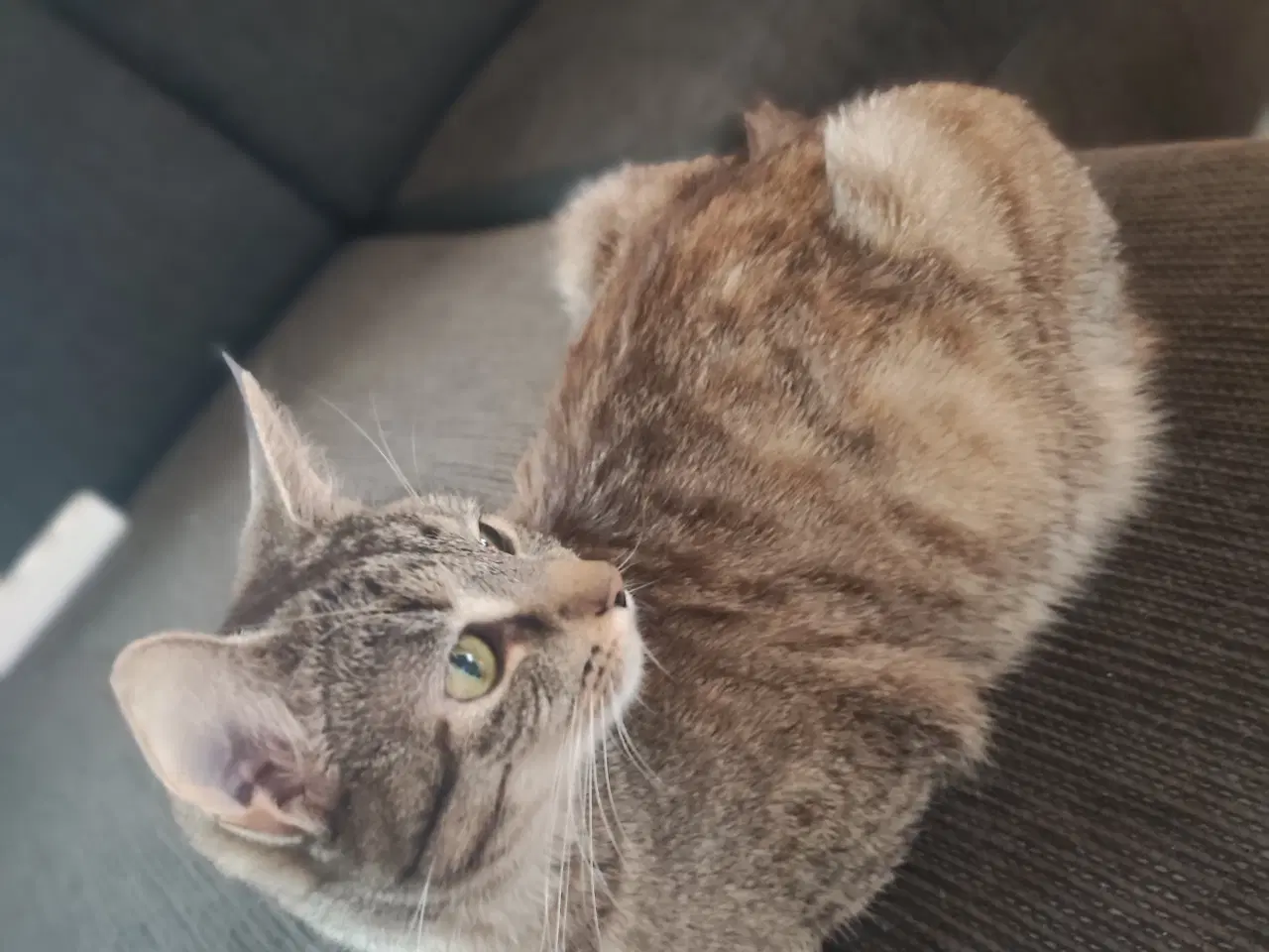 Billede 1 - Sødeste katte 