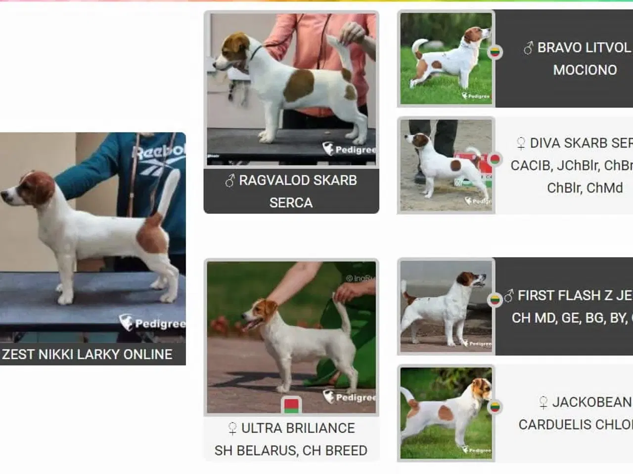 Billede 6 - Jack Russell Terrier