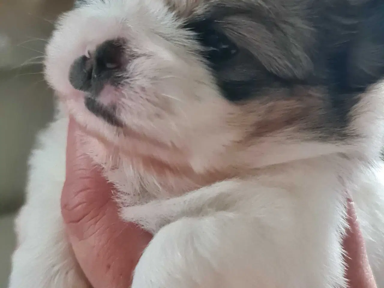 Billede 4 - Skønne blandings hvalpe