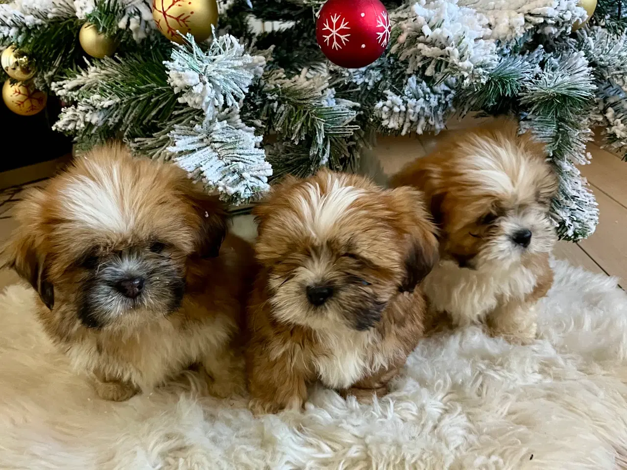 Billede 5 - Lhasa Apso hvalpe 