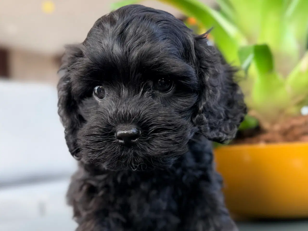 Billede 5 - Cockapoo dreng