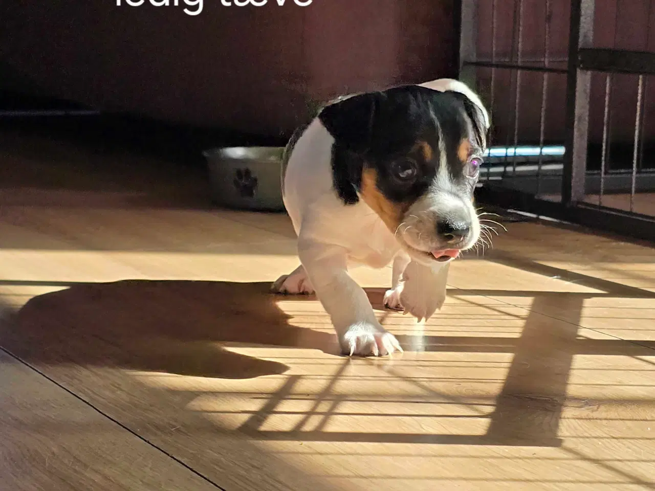 Billede 1 - Dansk svensk gårdhund / jack russel hvalpe