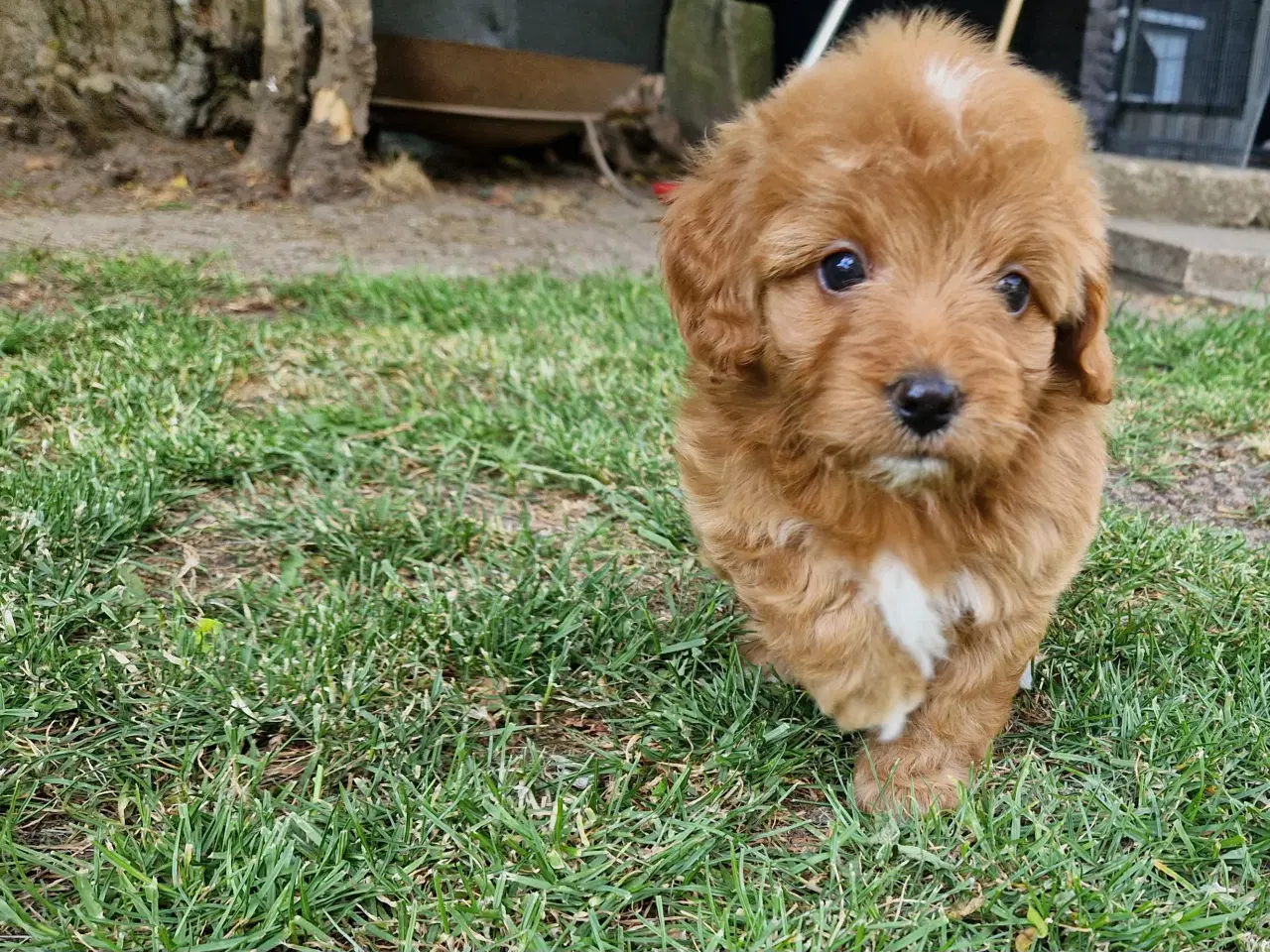Billede 2 - Havapoo Puddel &Bichon Havanais hvalpe 