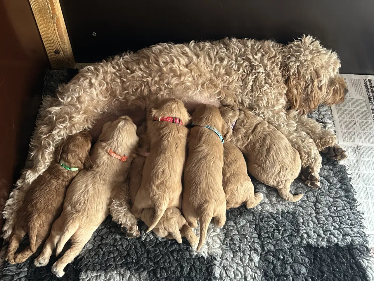 Billede 2 - Doodledoodle