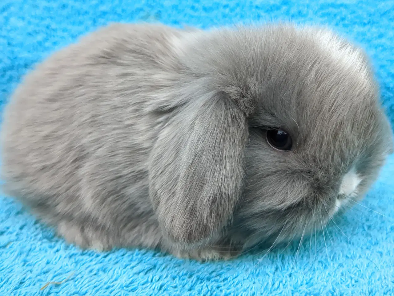 Billede 6 - Minilop kaninunger sælges 