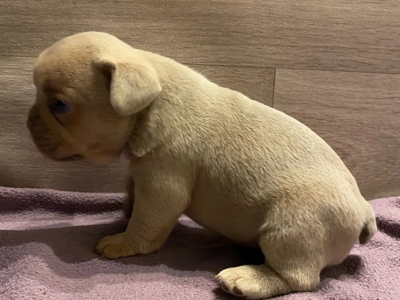 Billede 5 - Fransk bulldog hvalp