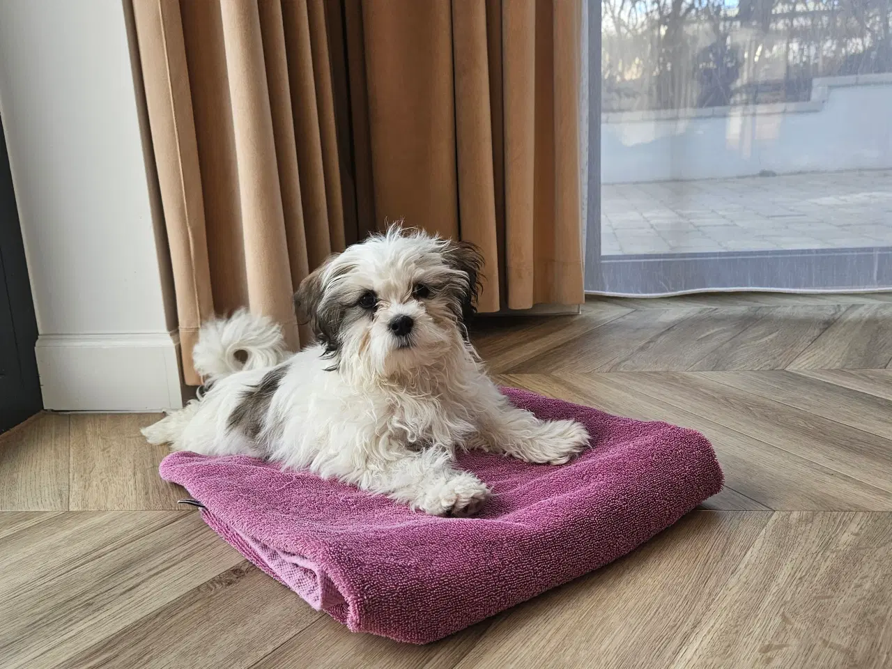 Billede 2 - Shih tzu/ Malteser hvalpe