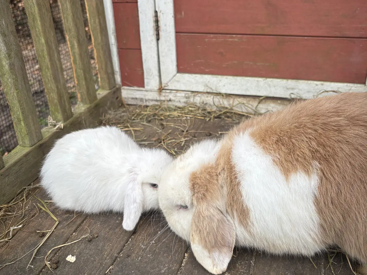 Billede 3 - Minilop kanin unger