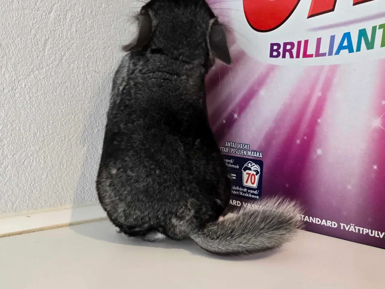 Billede 1 - Chinchilla unge 