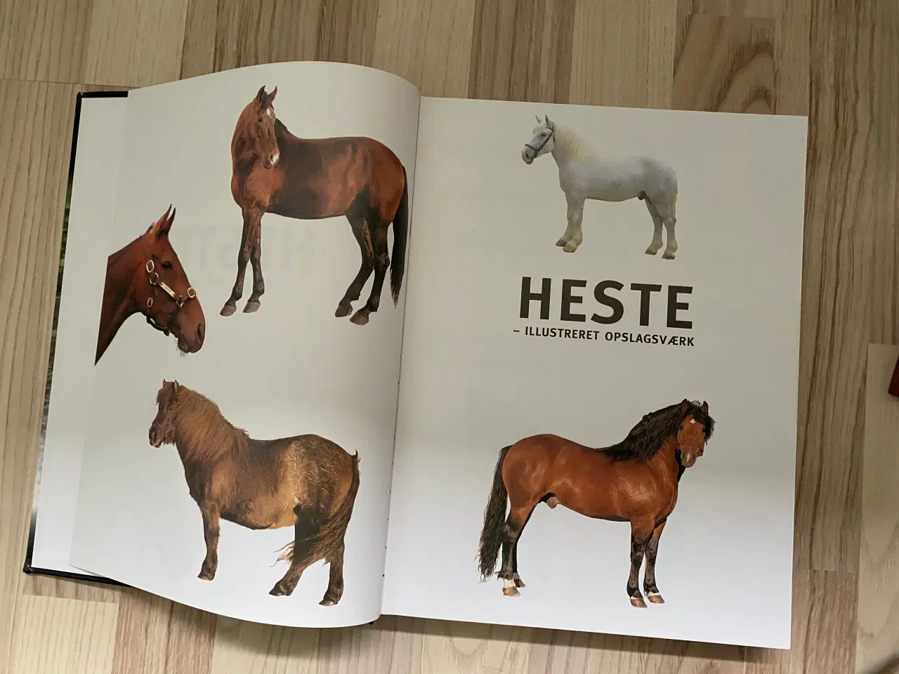 Billede 4 - Hestebøger alt om heste