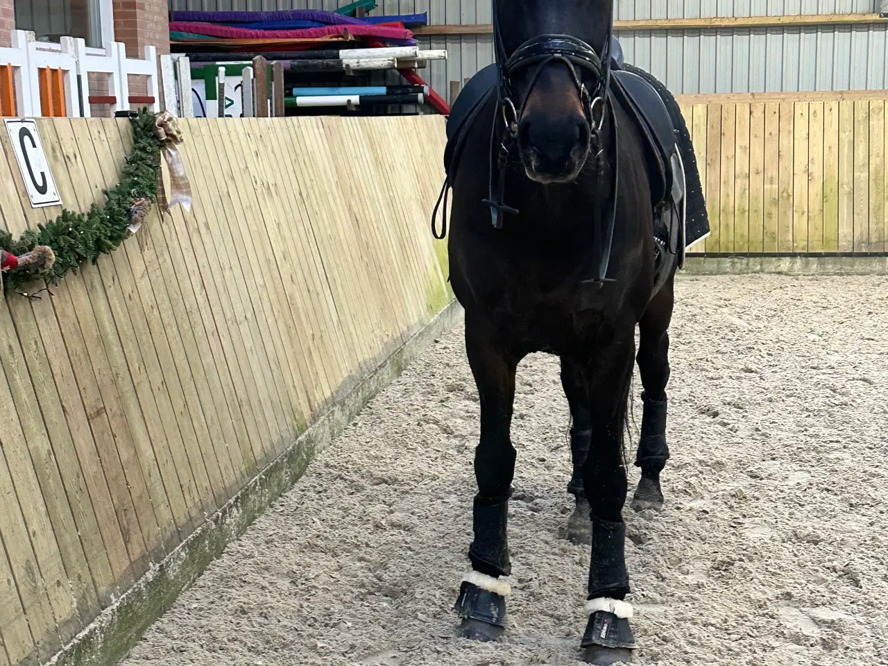 Billede 4 - Dejlig ridehest 