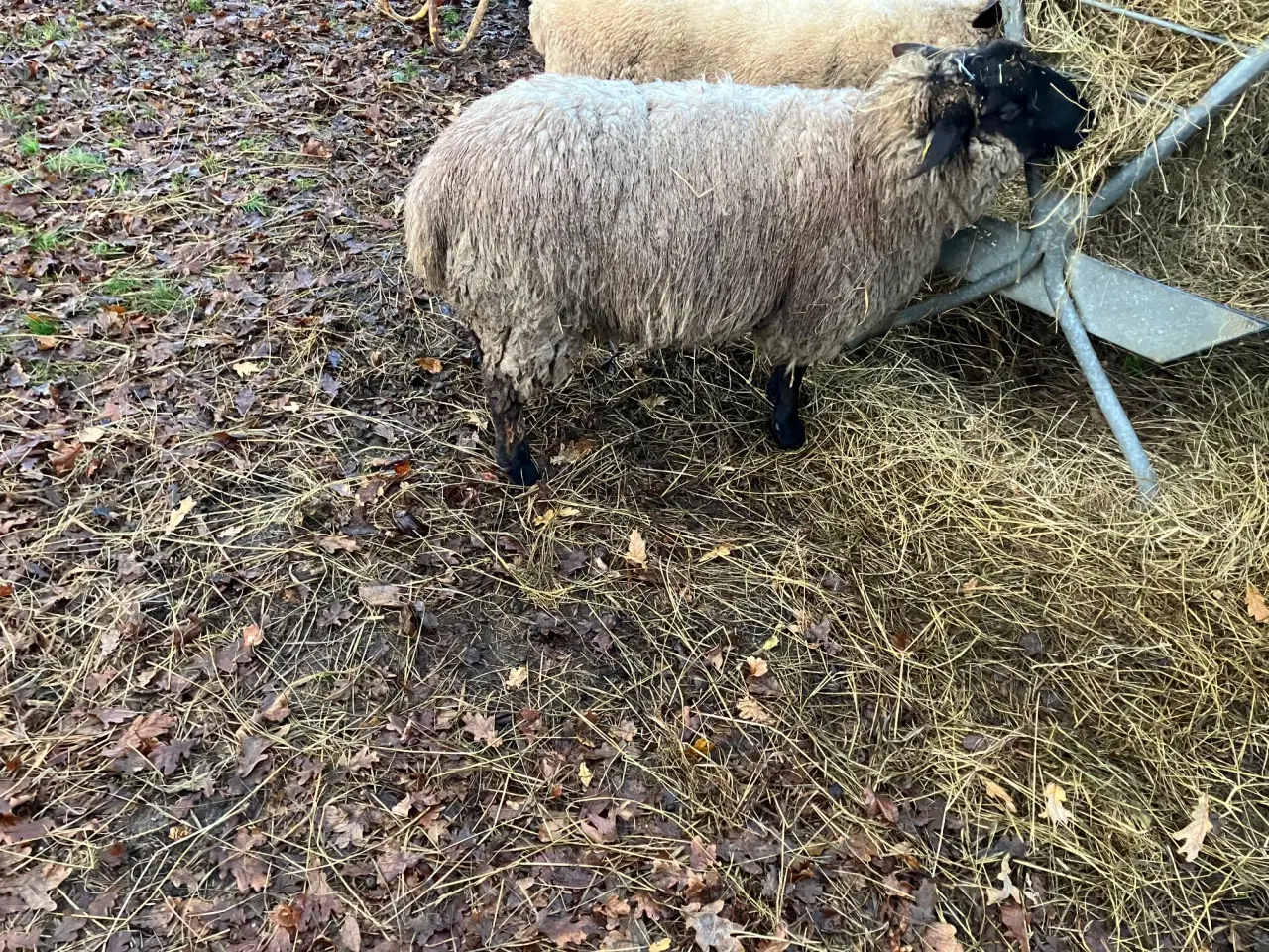 Billede 2 - Suffolk væddere sælges