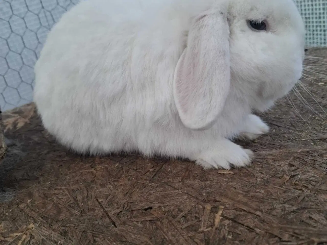 Billede 2 - Sød Minilop han