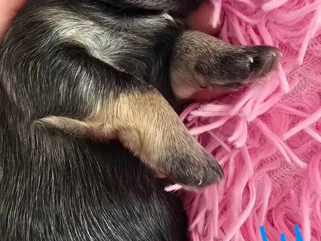 Billede 13 - Smuk dreng tilbyder parring