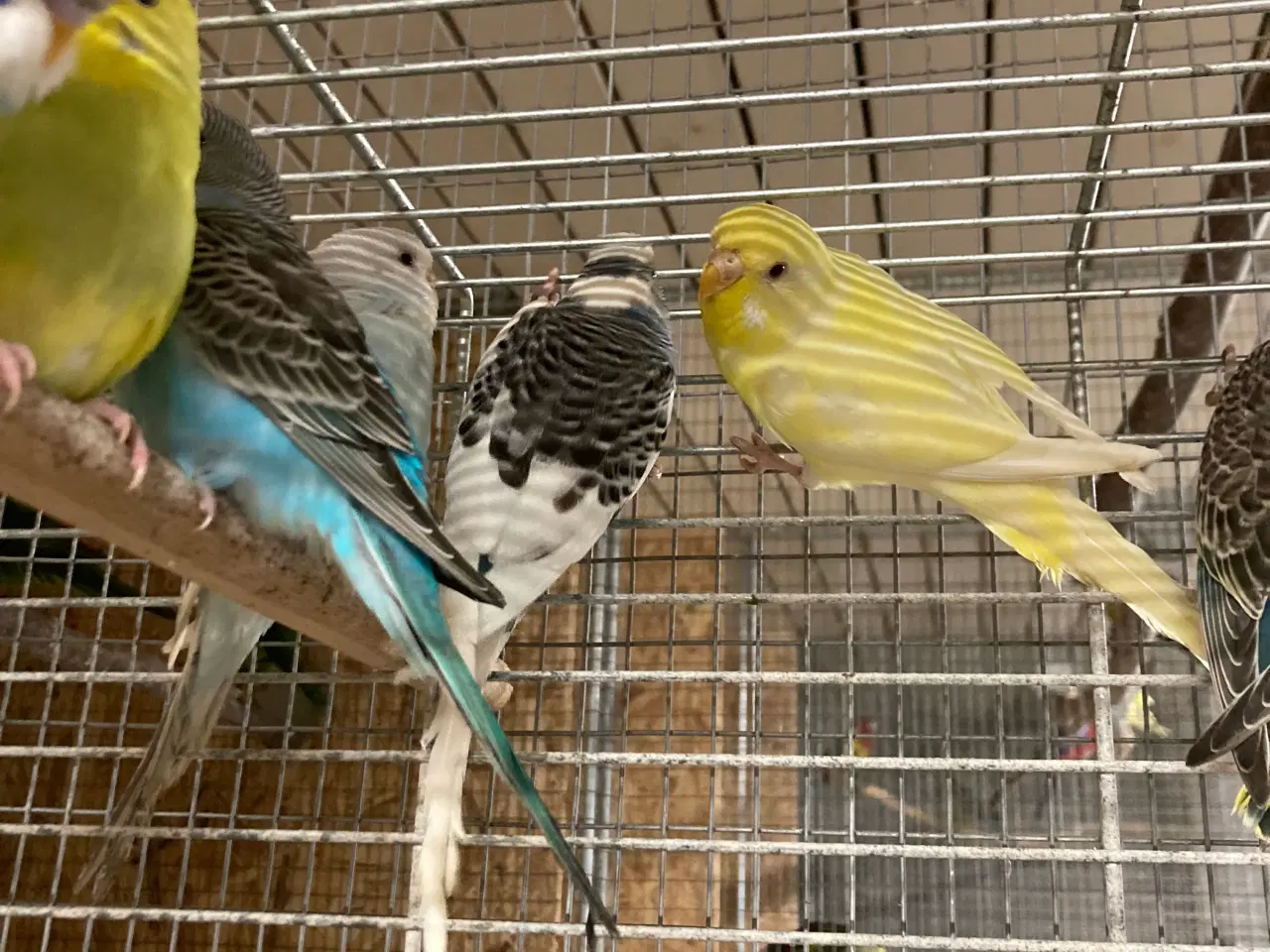 Billede 3 - Undulatunger lige kommet ud af kassen