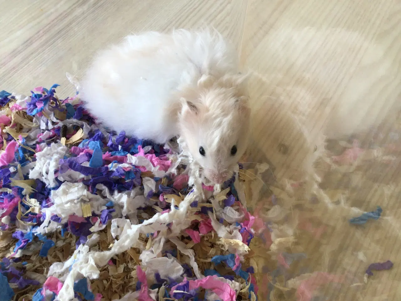 Billede 1 - Guldhamster