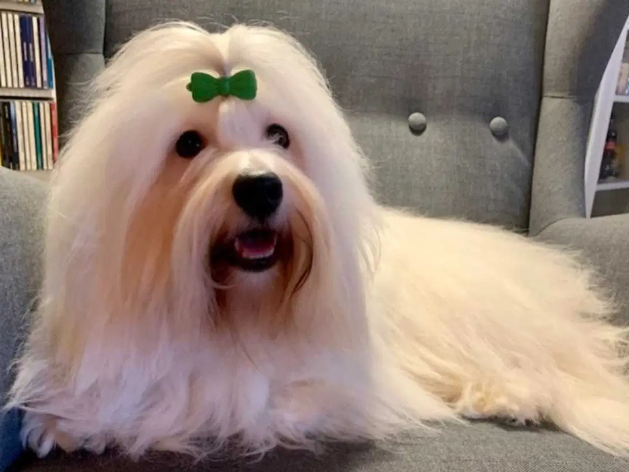 Billede 6 - Hvalpe sælges - Coton de Tulear
