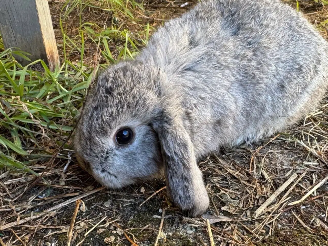 Billede 14 - Han Dværgvædder unge sælges
