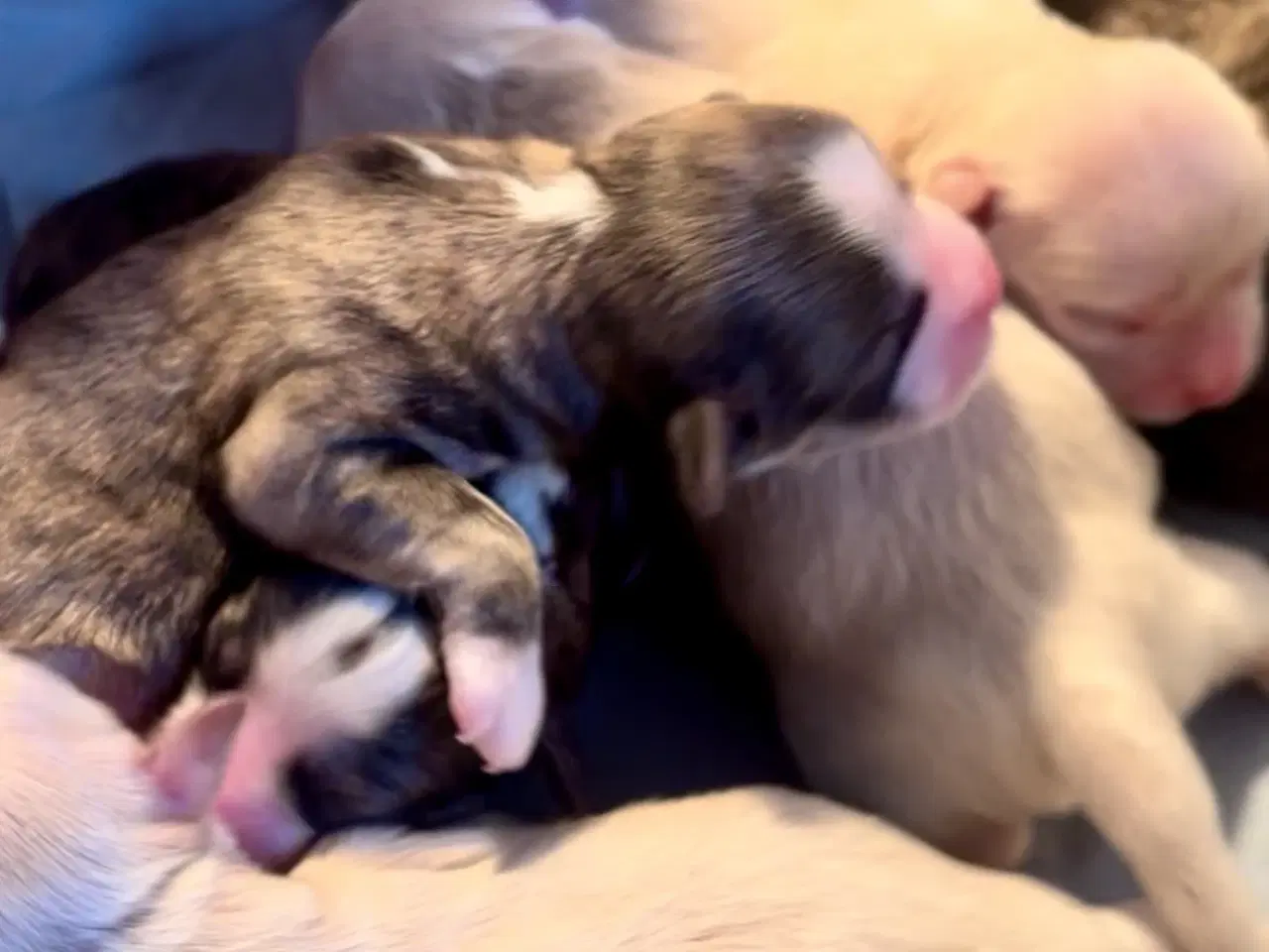 Billede 4 - Allergivenlige blandingshvalpe Bichon Havanais / S