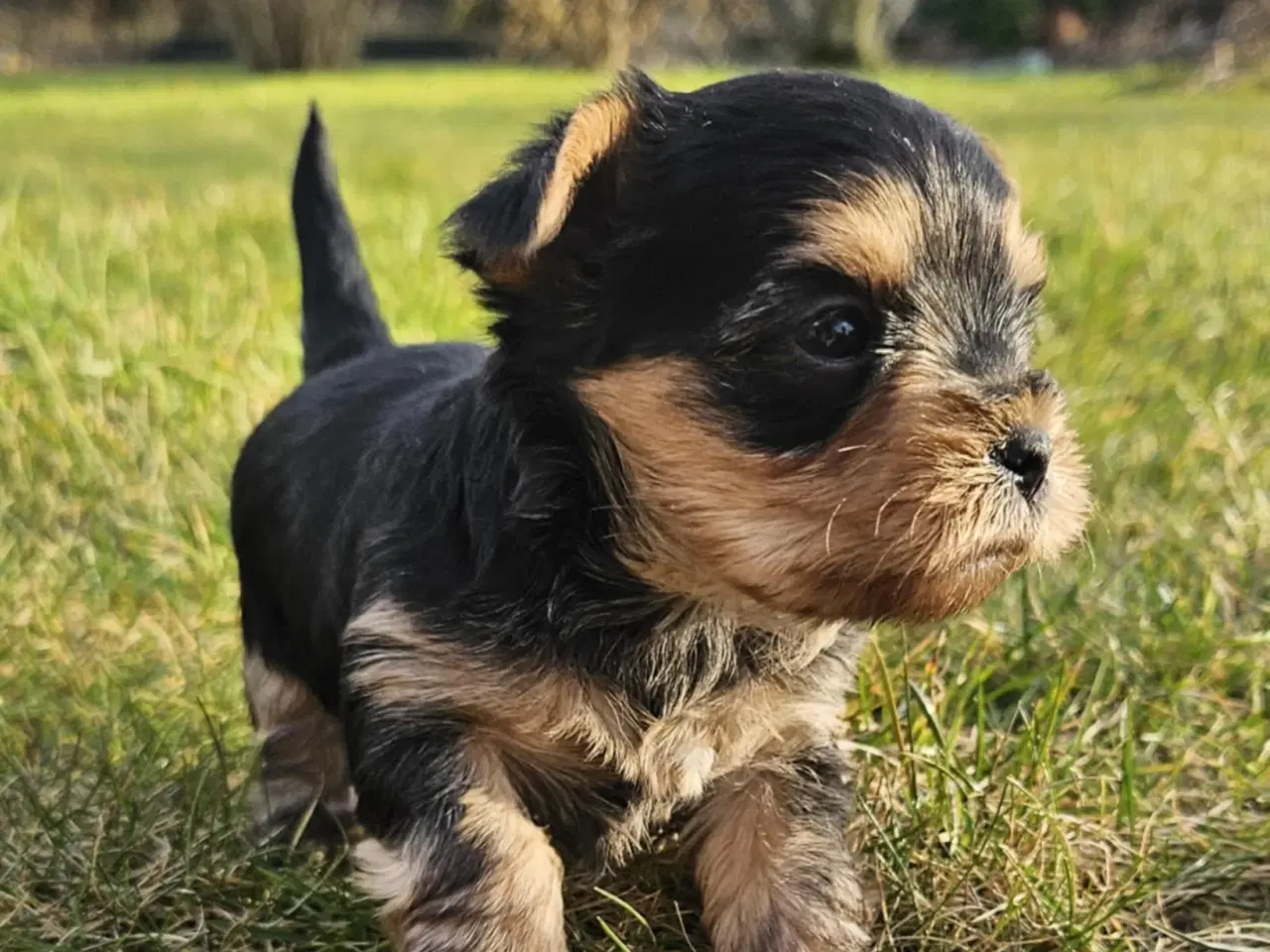 Billede 13 - 4 Yorkshire terrier hvalpe søgør kærlige hjem