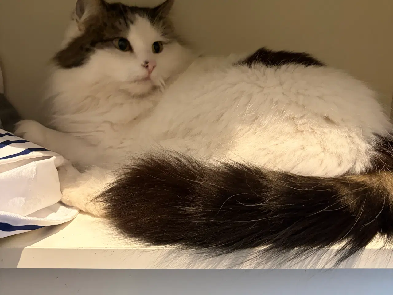 Billede 2 - Hun kat søger nyt hjem