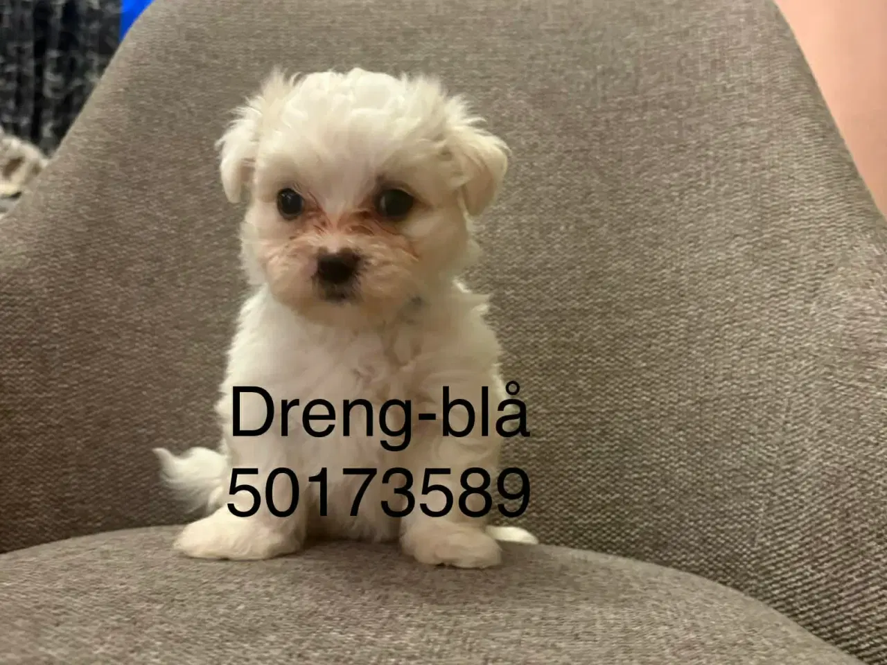 Billede 2 - Malteser hvalpe 6 uger