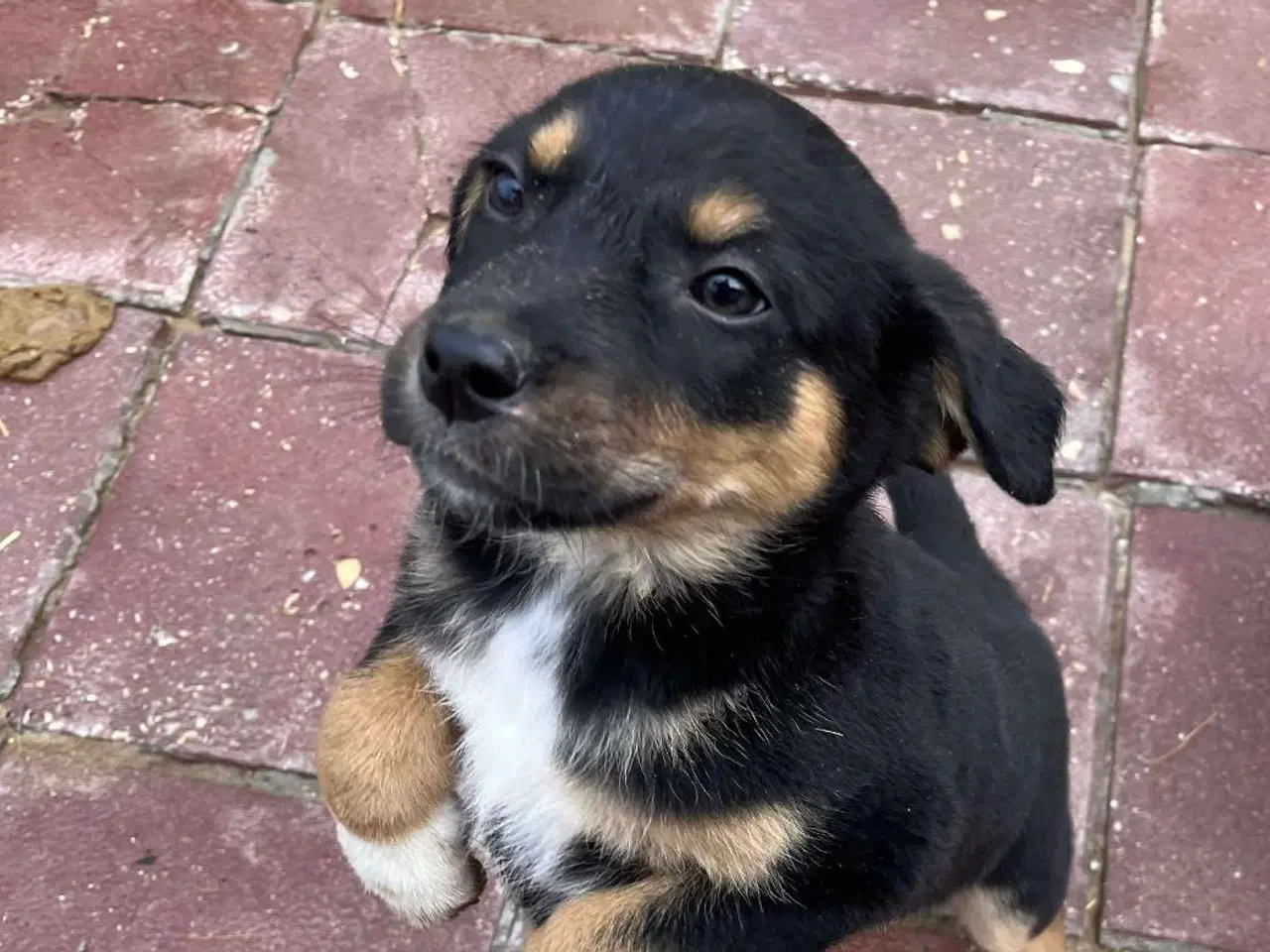 Billede 2 - Sødeste Crossaint søger familie 