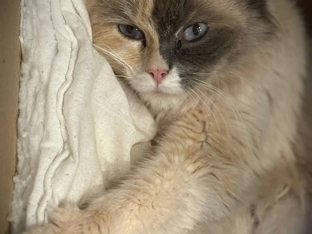 Billede 3 - Ragdoll/birma Killinger søger nye kærlige hjem